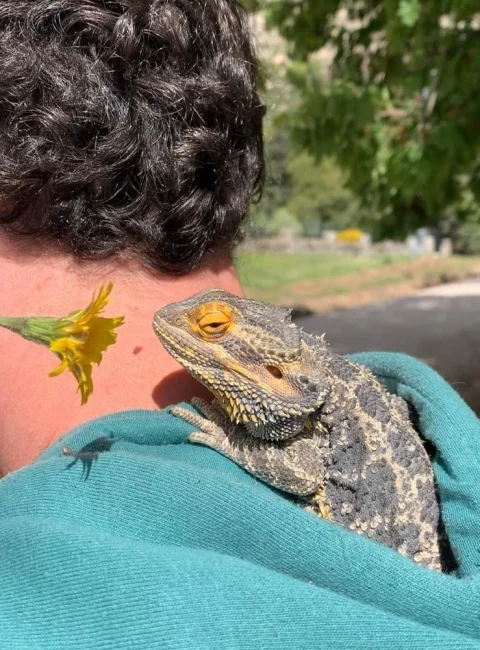 Cuidado de mascotas a domicilio en Las Rozas